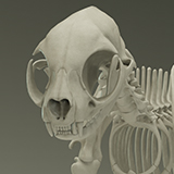 Domestic Cat Skeleton