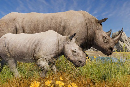 Realistic African Rhinoceros