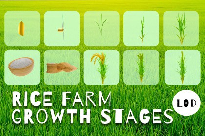 Rice Farm Growth Stages – LOD 3D Bundle