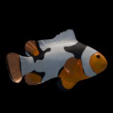 Clownfish Picasso