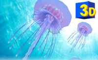 3D JellyFish