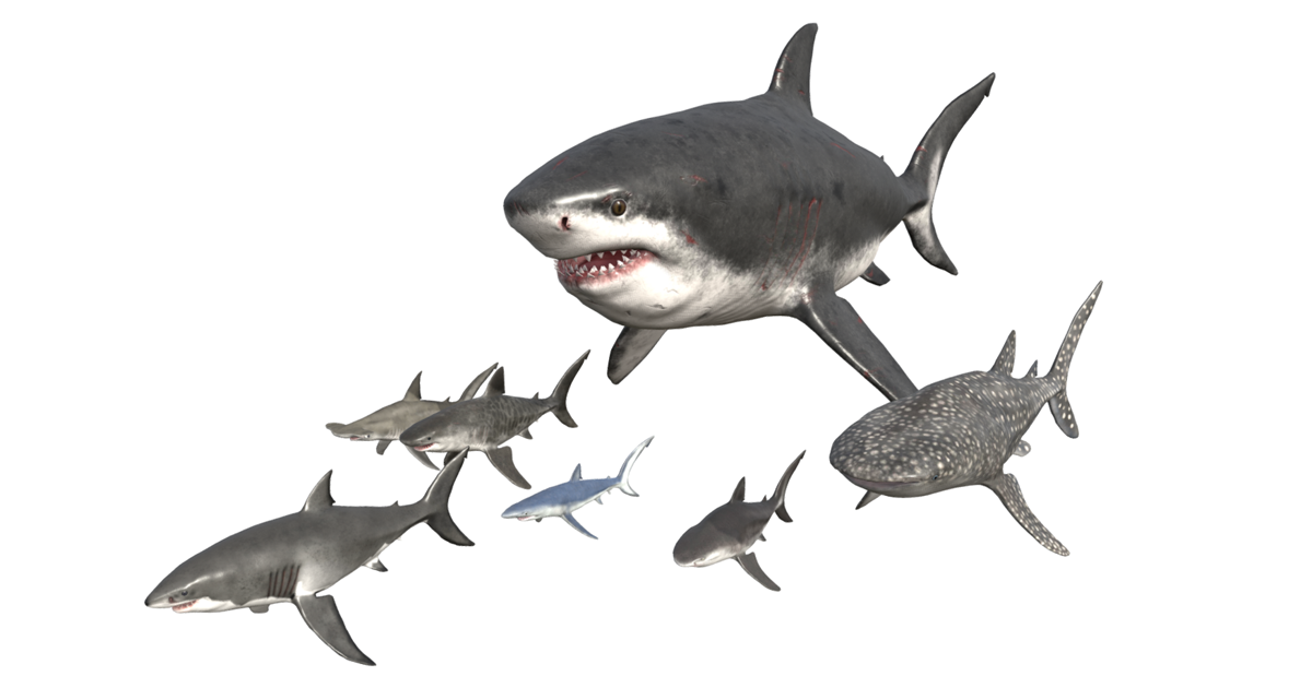 Shark Pack | Characters | Unity Asset Store