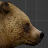 Brown Bear