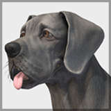 Dog - Great Dane