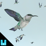 Bird Flock Hummingbird 2026