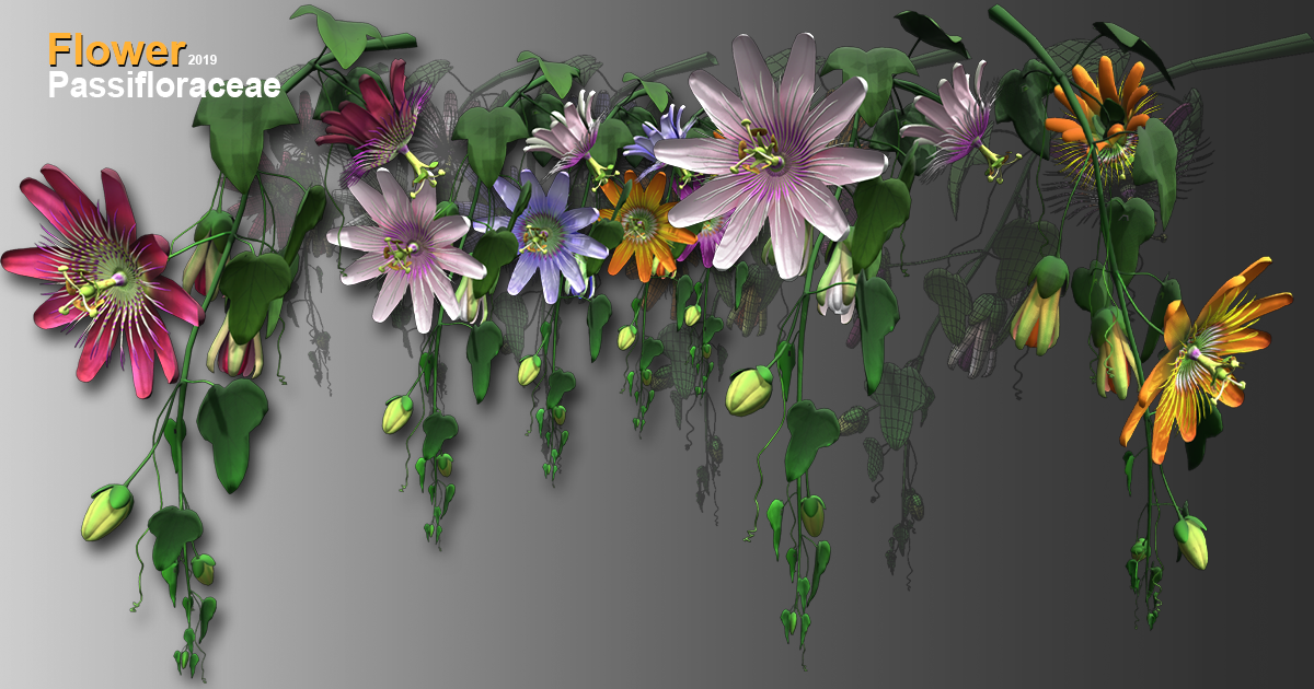 Flower Passifloraceae | 3D Flowers | Unity Asset Store