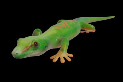 Animated Gecko