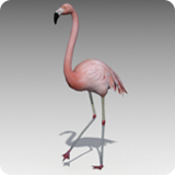 Flamingo Animated