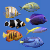 Aquarium Fish 7