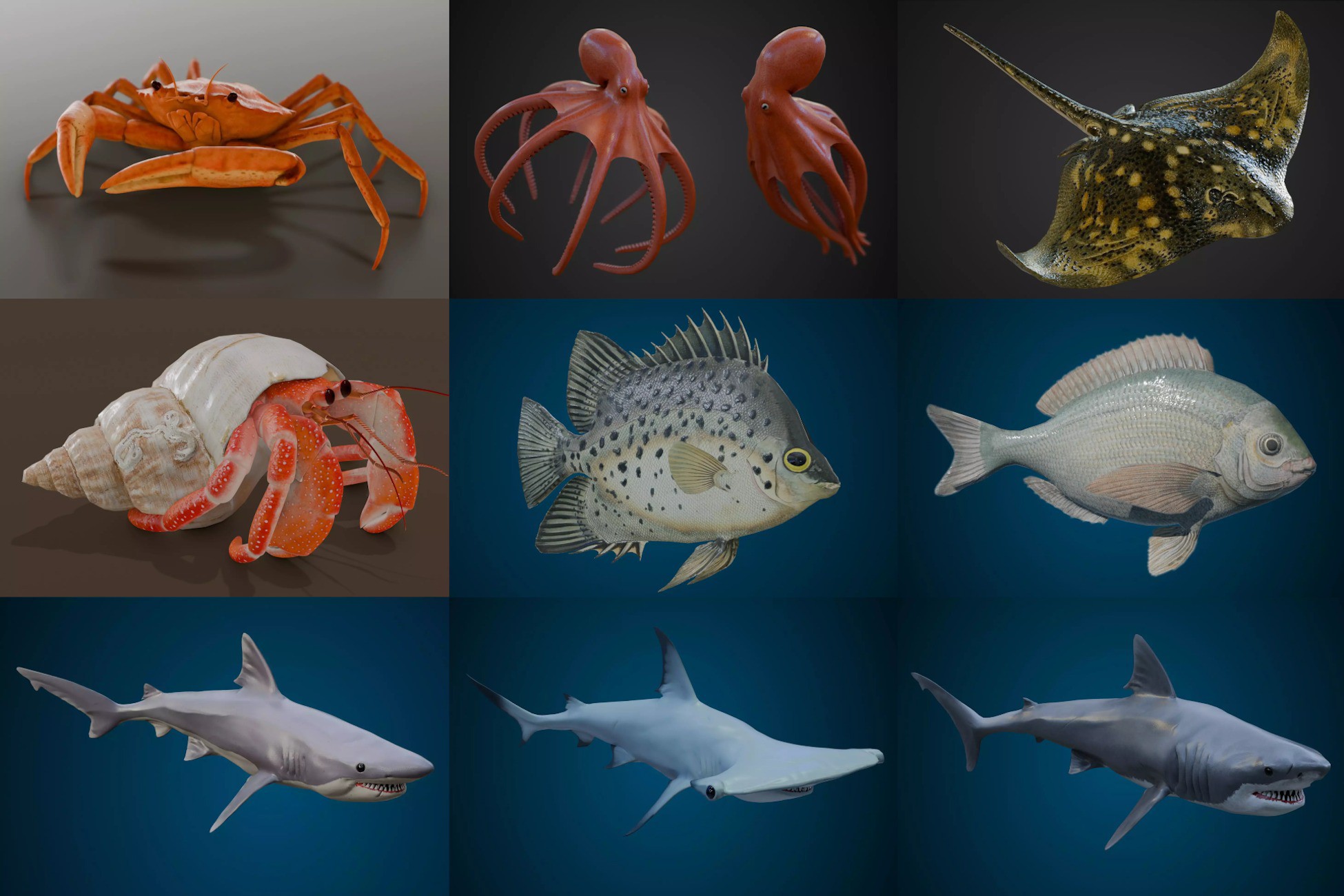 Animated sealife bundle
