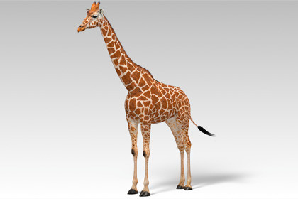 Giraffe - Animated Low Poly 3D