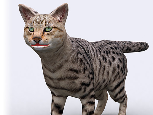 Cat | Characters | Unity Asset Store