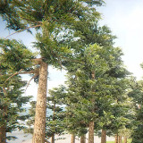 All Tree Bundle (All in One)