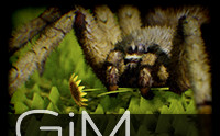 Animalia - Spider