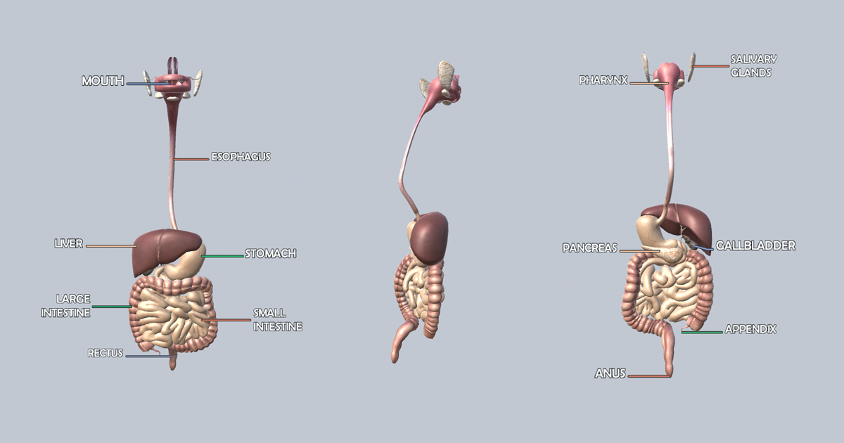 Animated Digestive System AR VR 3D Characters Unity Asset Store