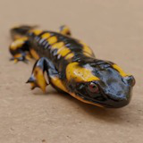 Animated Salamander