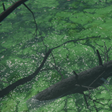 Swamp / Water shader (URP)