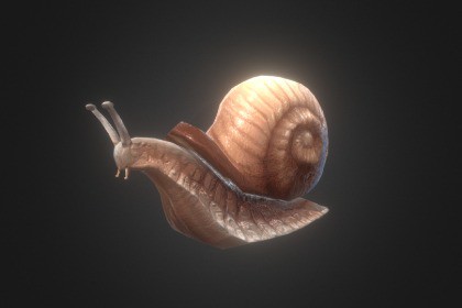 Snail