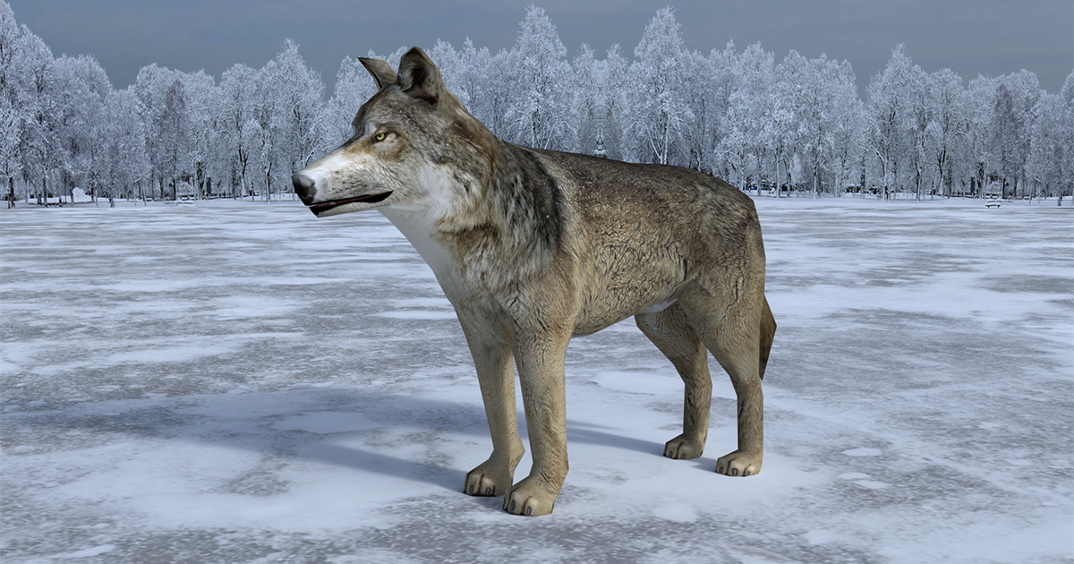 Gray Wolf - Animated | Characters | Unity Asset Store