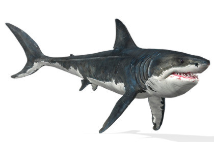 Megalodon (Animated)