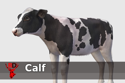 Calf realistic
