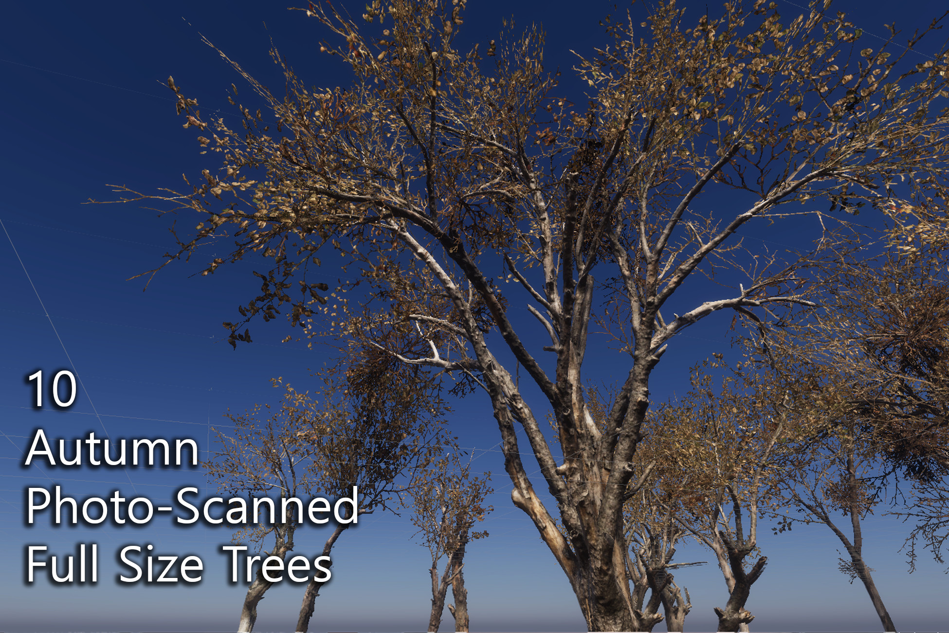 10 Autumn PhotoScanned Full Size Trees 3D 나무 Unity Asset Store