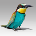 Bee-eater Animated