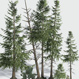 Mountain Forest Trees