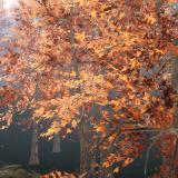 Mobile Tree Bundle 5