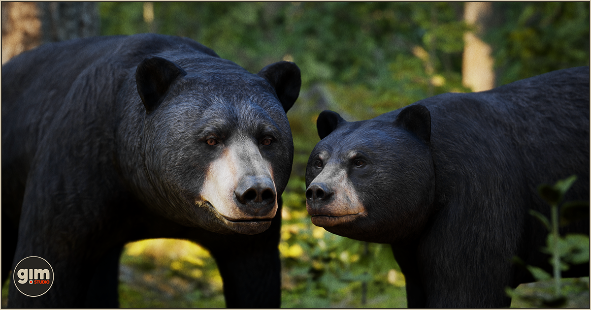 Animalia - Black Bear (pack) | 3D Animals | Unity Asset Store