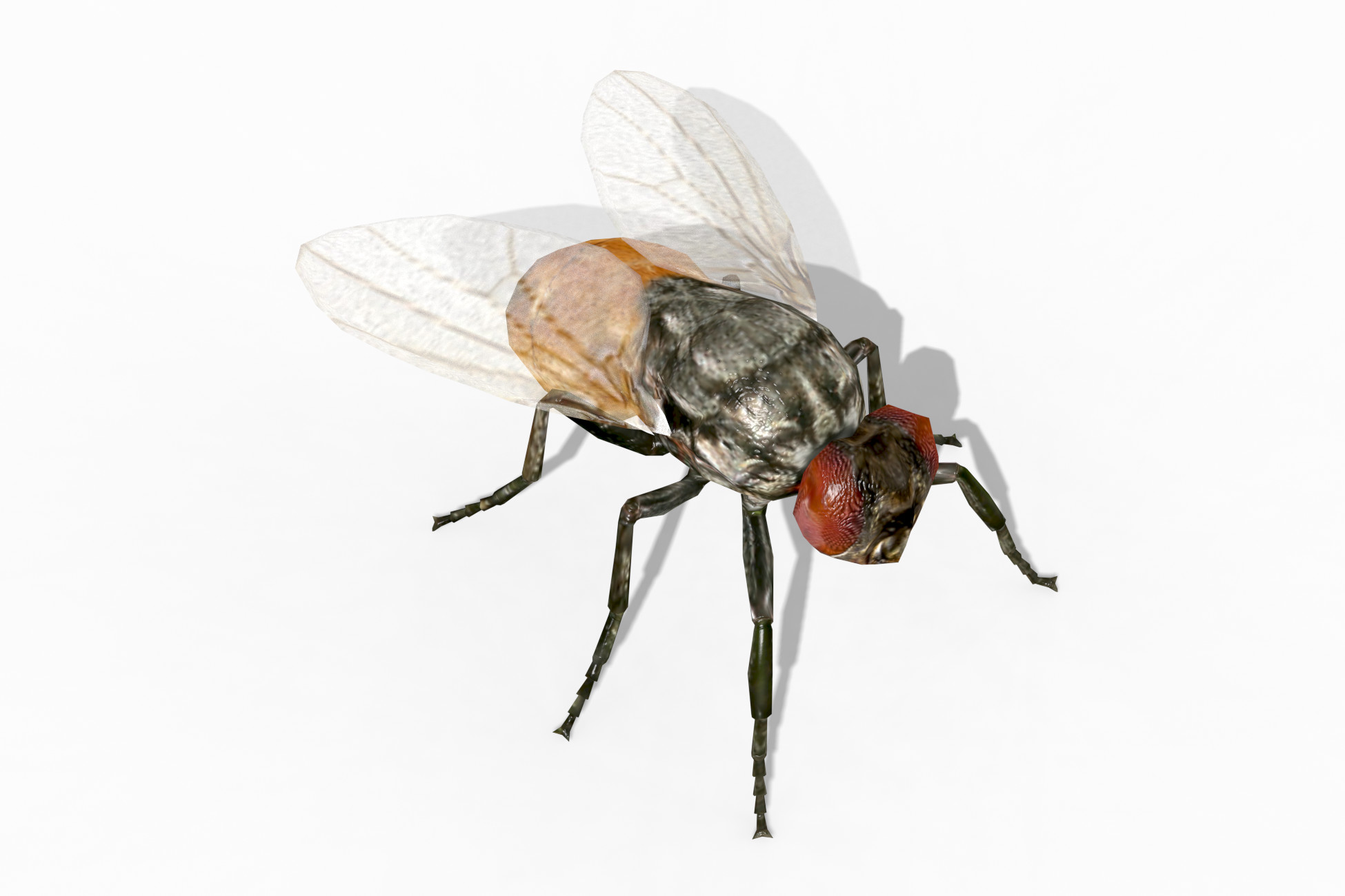 Fly Animated | Characters | Unity Asset Store