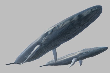 Animated Blue Whale