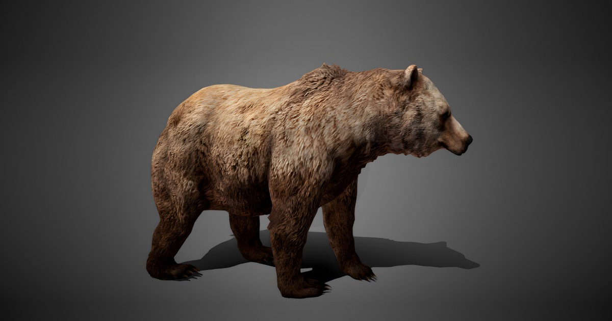 Realistic Animated Bear | 角色 | Unity Asset Store