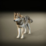 Forest Predators Collection - Realistic Animated Animals