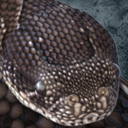 Animated Puff Adder Snake PBR