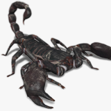 Black Scorpion Animated