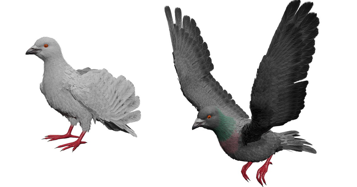 Bird Unity Texture Pigeon Feathered | Characters | Unity Asset Store