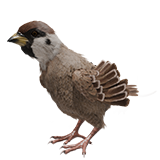 Sparrow Feathered