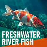Freshwater river fish - large pack