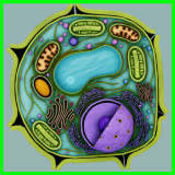 Eukaryotic Plant Cell - Cross Section