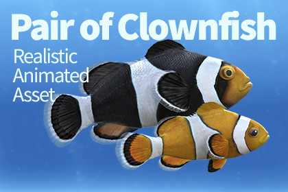 Pair of Clownfish