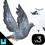Bird Flock Pigeon 2023