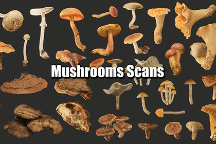 Realistic Mushrooms Scans