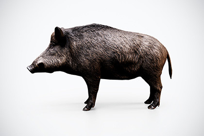 Wild Boar – Game-Ready 3D Animal Model
