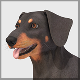 Dog -- Dachshund