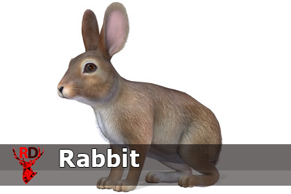 Rabbit Realistic