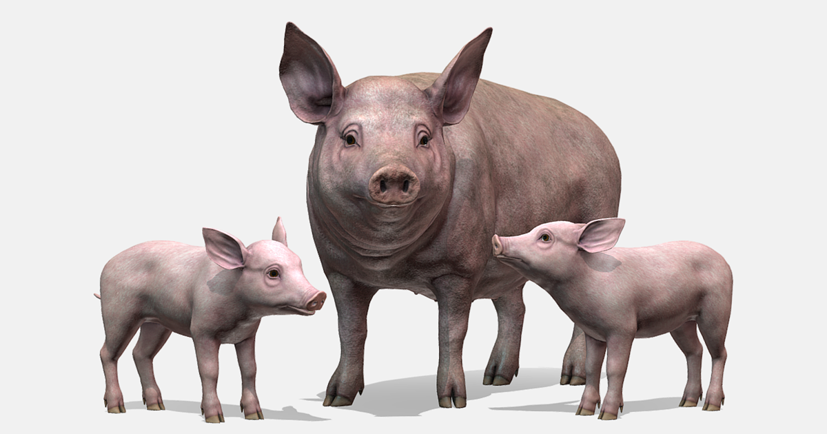 Pig Unity Pig Family | Characters | Unity Asset Store