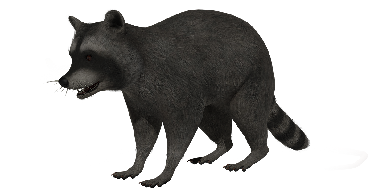 Common Racoon | Characters | Unity Asset Store