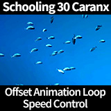 School of 30 Caranx Fish