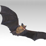 Common Pipistrelle Bat